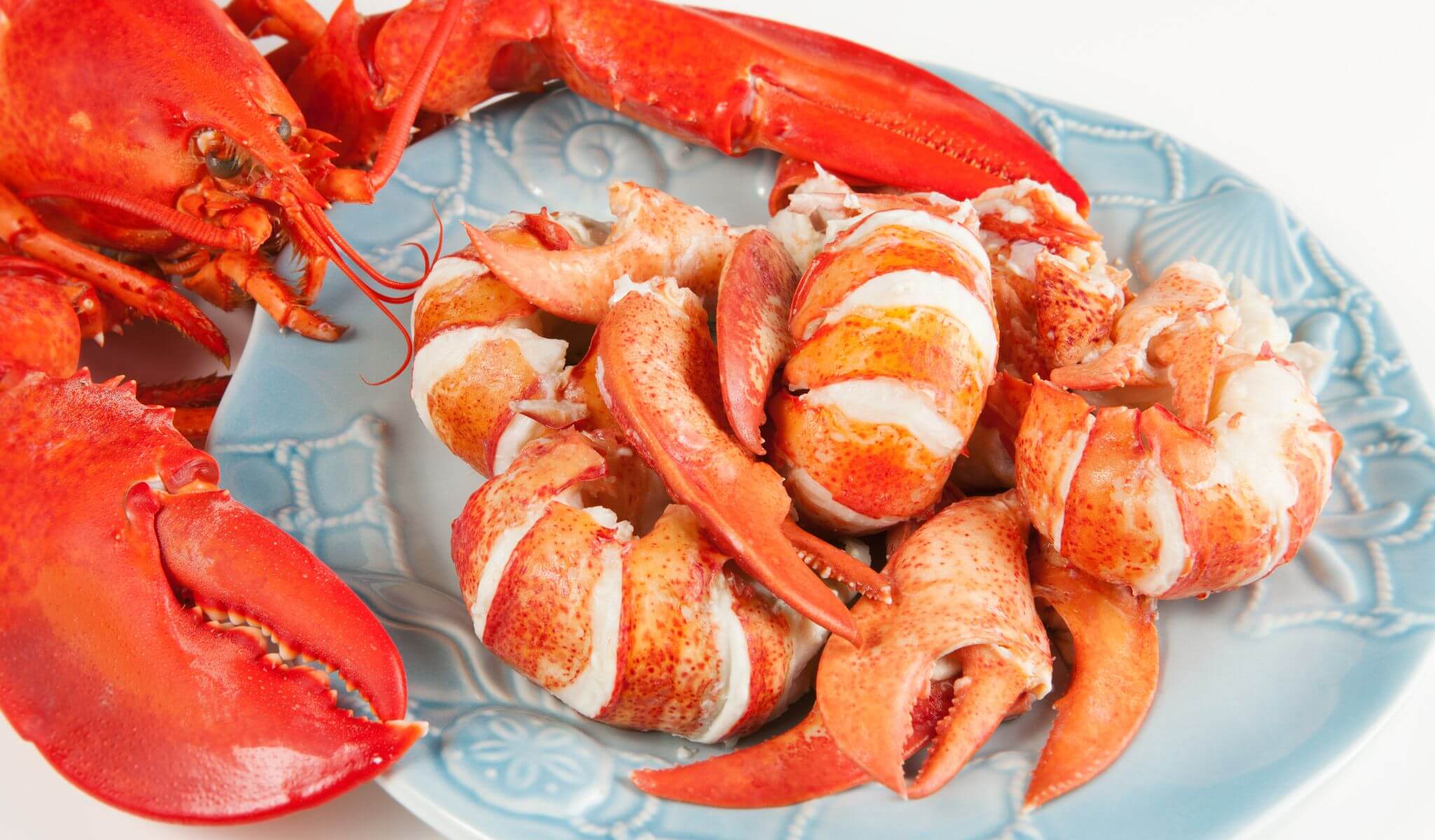 Lobster Claw and Knuckle Meat - Order fresh at shopmainelobster.com