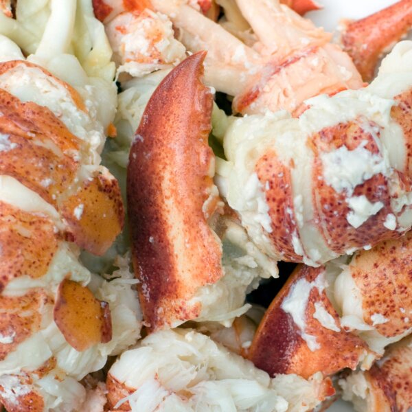 Lobster Claw and Knuckle Meat - Make your order on shopmainelobster.com